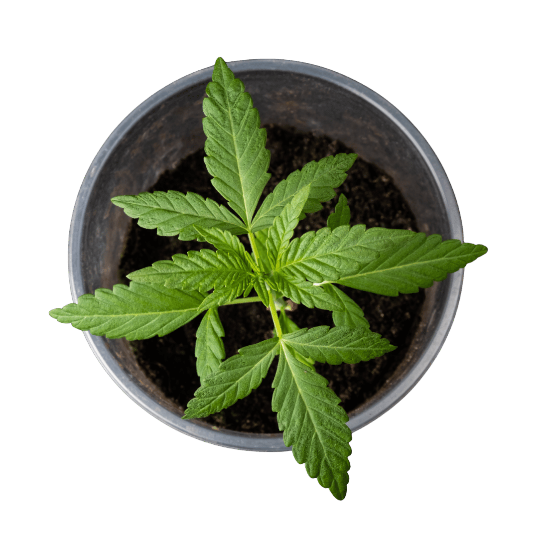 cannabis-sprout