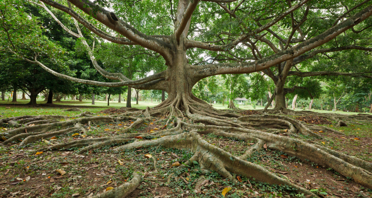 Agility in Uncertainty: Scaling your Ecosystem Horizontally